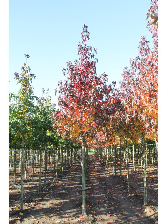 Amberbaum 'Worplesdon' | Liquidambar styraciflua 'Worplesdon' Amberbaum 'Worplesdon' | Liquidambar styraciflua 'Worplesdon'