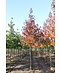 Venovi GmbH Amberbaum 'Worplesdon' | Liquidambar styraciflua 'Worplesdon'