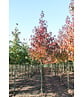 Amberbaum 'Worplesdon' | Liquidambar styraciflua 'Worplesdon'