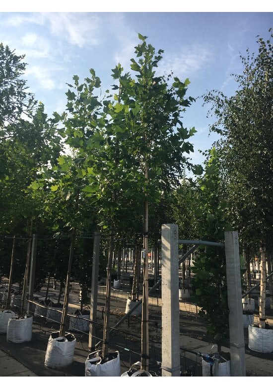 Amerikanischer Tulpenbaum | Liriodendron tulipifera