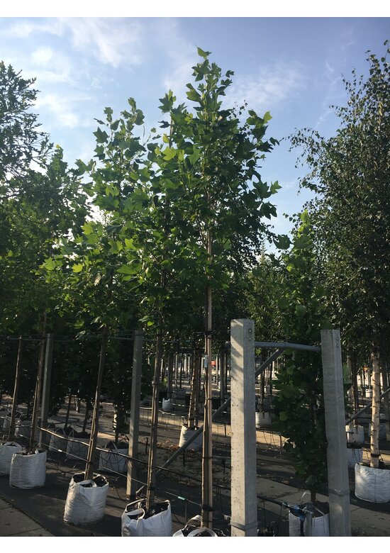 Amerikanischer Tulpenbaum | Liriodendron tulipifera