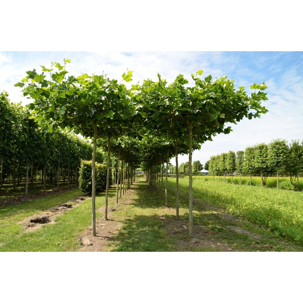 Dachplatane online kaufen? Perfekter Schattenspender für Gärten Venovi