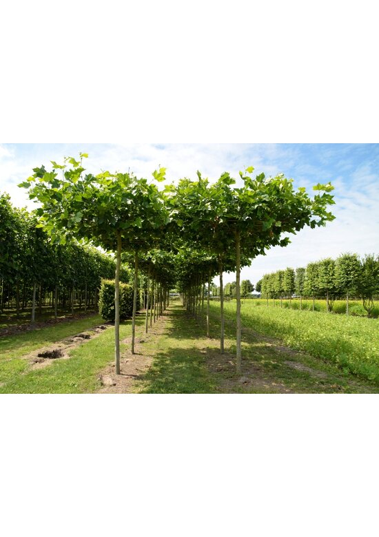 Dachplatane | Platanus hispanica