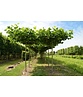 Dachplatane | Platanus hispanica Dachplatane | Platanus hispanica