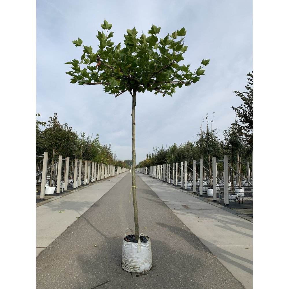 Dachplatane Platanus Hispanica Dachbaum kaufen? Venovi Venovi Dachplatane Platanus Hispanica Dachbaum kaufen? Venovi Venovi