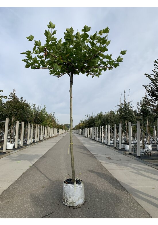 Dachplatane | Platanus hispanica