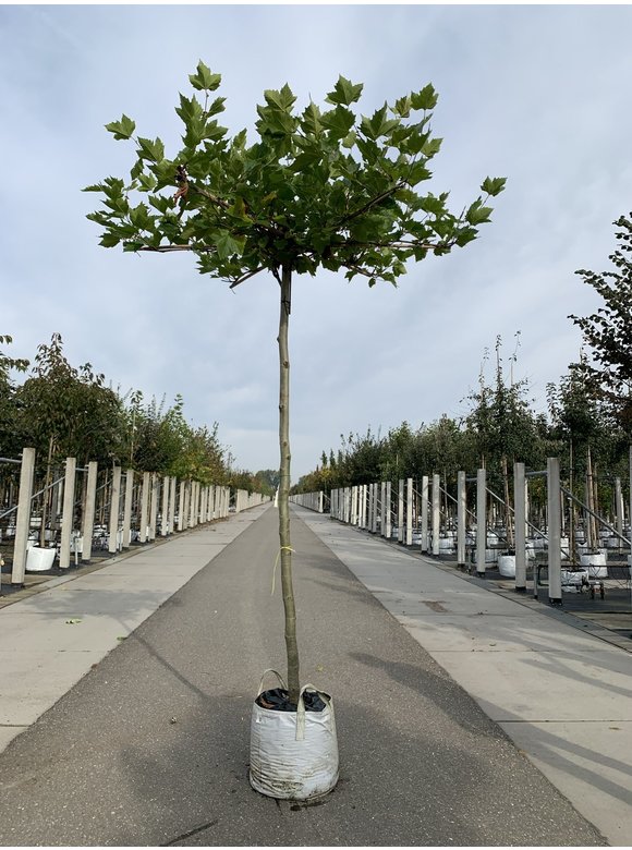 Dachplatane | Platanus hispanica Dachplatane | Platanus hispanica