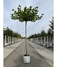 Dachplatane | Platanus hispanica Dachplatane | Platanus hispanica