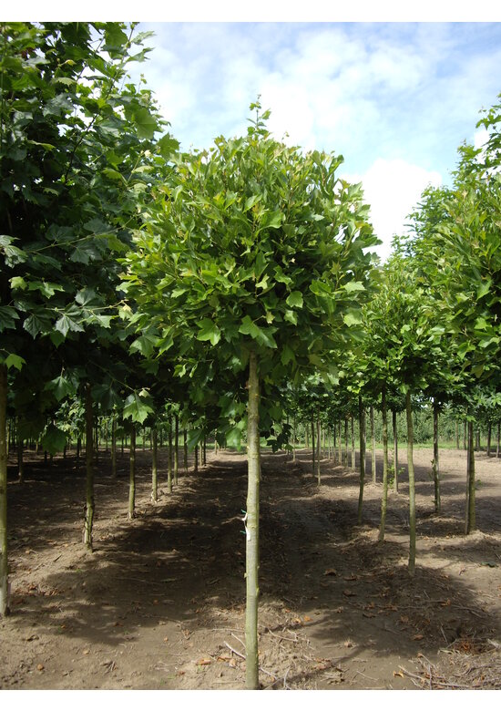 Kugelplatane | Platanus hispanica 'Alphens Globe'