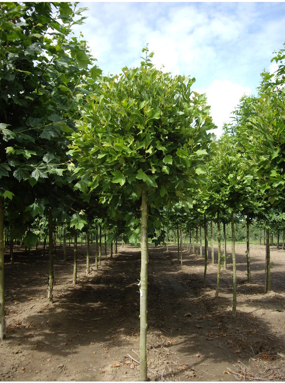 Kugelplatane 'Alphens Globe' | Platanus hispanica 'Alphens Globe' Kugelplatane 'Alphens Globe' | Platanus hispanica 'Alphens Globe'
