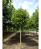 Kugelplatane | Platanus hispanica 'Alphens Globe'