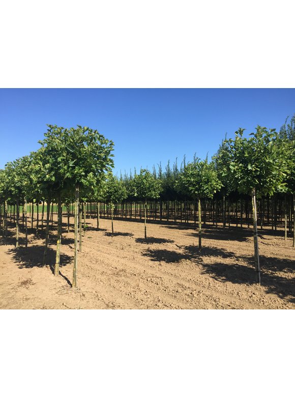 Kugelplatane 'Alphens Globe' | Platanus hispanica 'Alphens Globe' Kugelplatane 'Alphens Globe' | Platanus hispanica 'Alphens Globe'