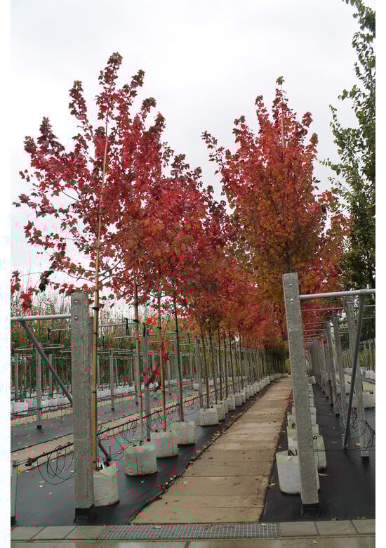Rotahorn 'October Glory' | Acer rubrum 'October Glory'