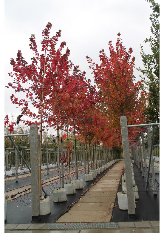 Rotahorn 'October Glory' | Acer rubrum 'October Glory' Rotahorn 'October Glory' | Acer rubrum 'October Glory'