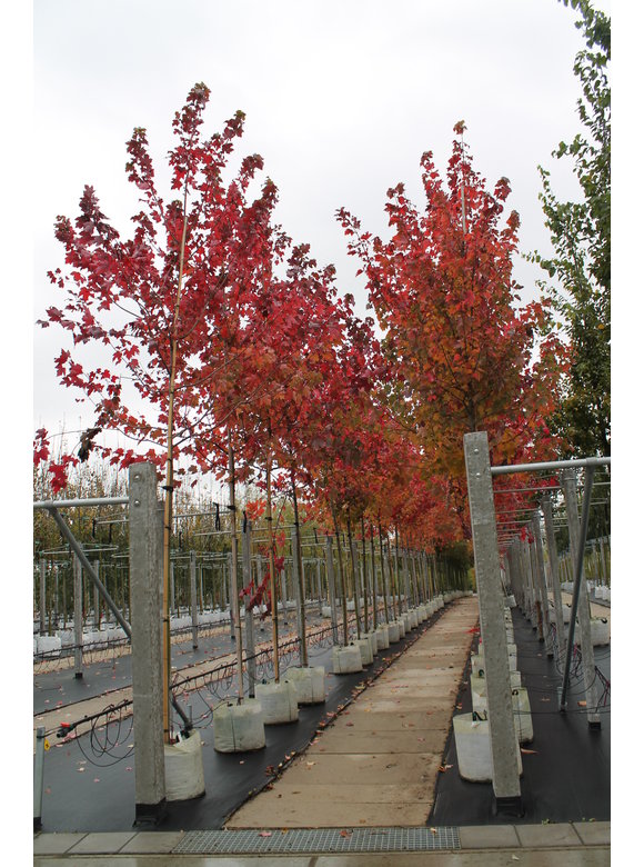 Rotahorn 'October Glory' | Acer rubrum 'October Glory' Rotahorn 'October Glory' | Acer rubrum 'October Glory'