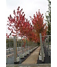 Rotahorn 'October Glory' | Acer rubrum 'October Glory'