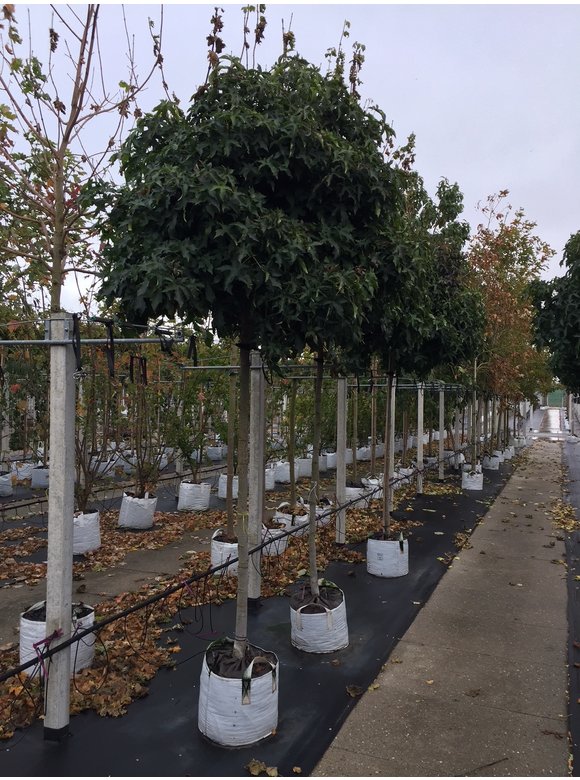 Kugelamberbaum 'Gumball' | Liquidambar styraciflua 'Gumball' Kugelamberbaum 'Gumball' | Liquidambar styraciflua 'Gumball'
