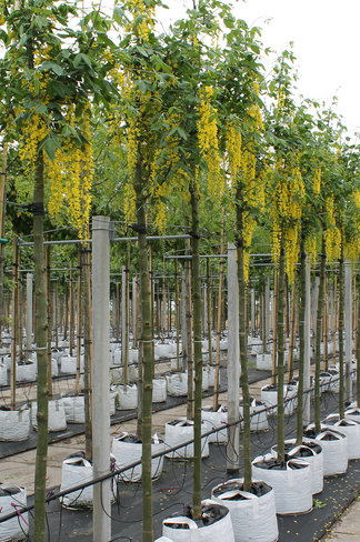 Edel-Goldregen 'Vossi' | Laburnum watereri 'Vossii'