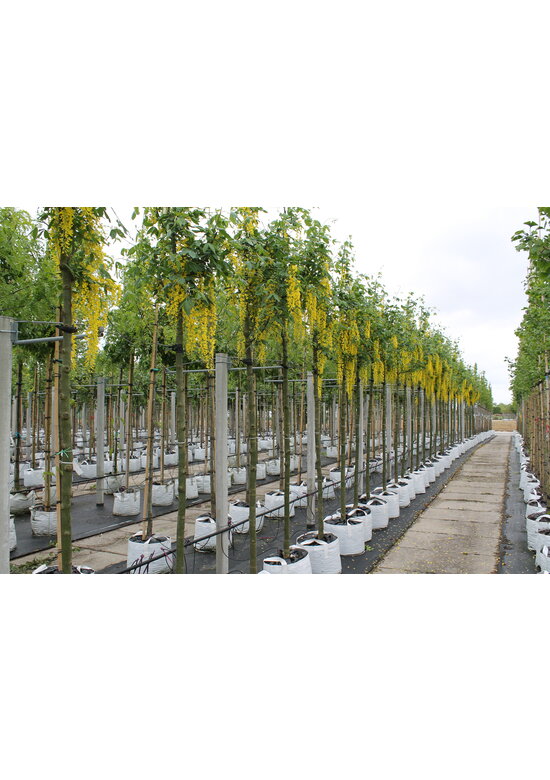 Edel-Goldregen 'Vossi' | Laburnum watereri 'Vossii' Edel-Goldregen 'Vossi' | Laburnum watereri 'Vossii'