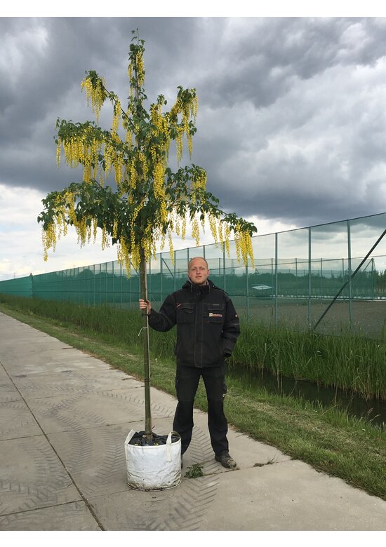 Edel-Goldregen 'Vossi' | Laburnum watereri 'Vossii' Edel-Goldregen 'Vossi' | Laburnum watereri 'Vossii'
