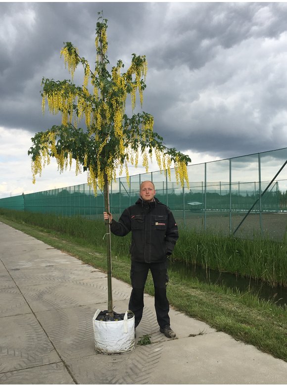 Edel-Goldregen 'Vossi' | Laburnum watereri 'Vossii' Edel-Goldregen 'Vossi' | Laburnum watereri 'Vossii'
