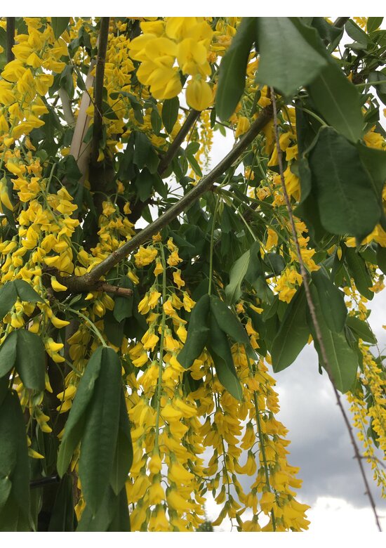 Edel-Goldregen 'Vossi' | Laburnum watereri 'Vossii' Edel-Goldregen 'Vossi' | Laburnum watereri 'Vossii'