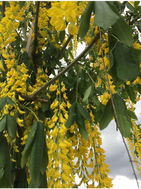 Edel-Goldregen 'Vossi' | Laburnum watereri 'Vossii' Edel-Goldregen 'Vossi' | Laburnum watereri 'Vossii'