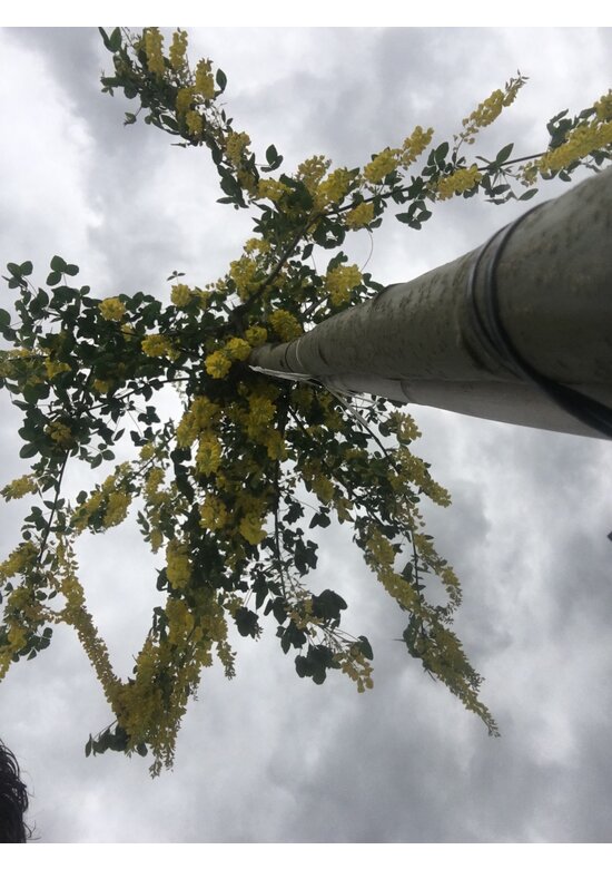 Edel-Goldregen 'Vossi' | Laburnum watereri 'Vossii' Edel-Goldregen 'Vossi' | Laburnum watereri 'Vossii'