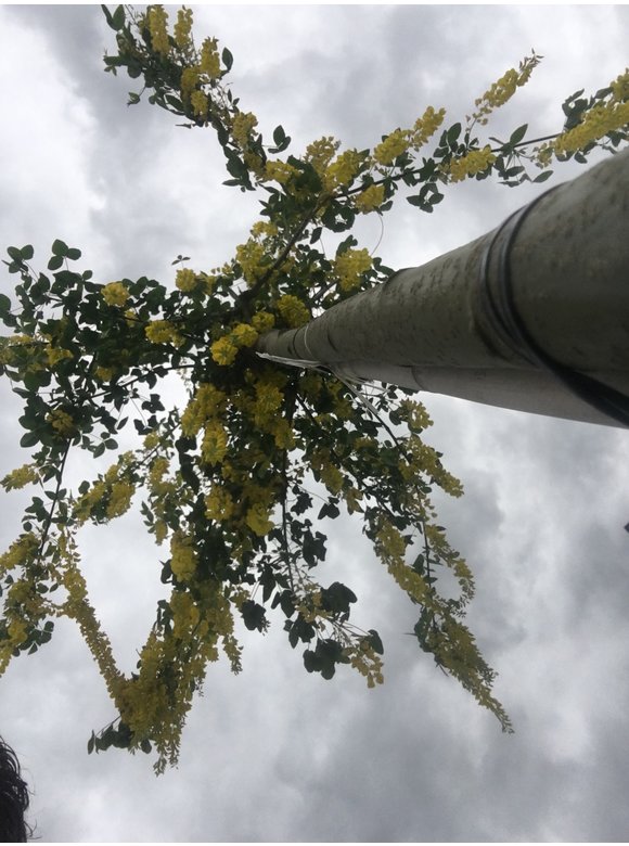 Edel-Goldregen 'Vossi' | Laburnum watereri 'Vossii' Edel-Goldregen 'Vossi' | Laburnum watereri 'Vossii'