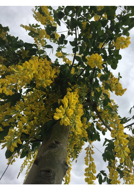 Edel-Goldregen 'Vossi' | Laburnum watereri 'Vossii' Edel-Goldregen 'Vossi' | Laburnum watereri 'Vossii'