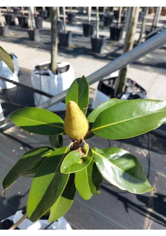 Magnolie 'Alta' | Magnolia grandiflora 'Alta'