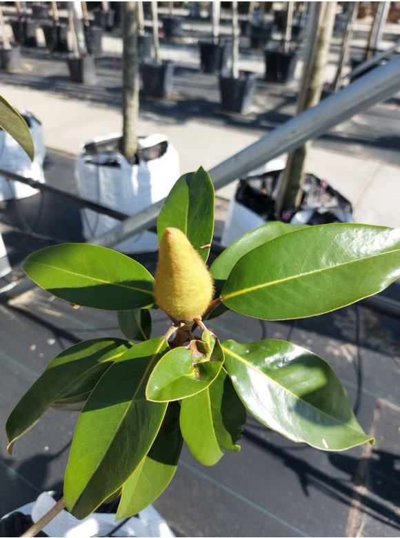 Magnolie 'Alta' | Magnolia grandiflora 'Alta' Magnolie 'Alta' | Magnolia grandiflora 'Alta'