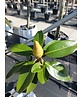 Magnolie 'Alta' | Magnolia grandiflora 'Alta'
