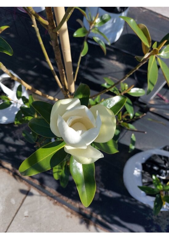 Magnolie 'Alta' | Magnolia grandiflora 'Alta'