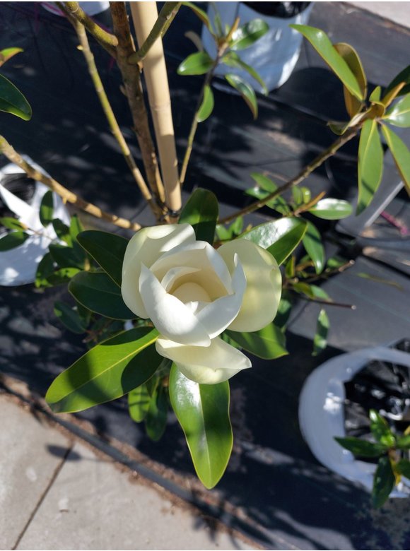 Magnolie 'Alta' | Magnolia grandiflora 'Alta' Magnolie 'Alta' | Magnolia grandiflora 'Alta'