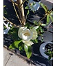 Magnolie 'Alta' | Magnolia grandiflora 'Alta'