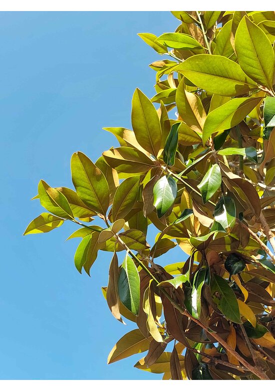 Magnolia grandiflora | Magnolia grandiflora