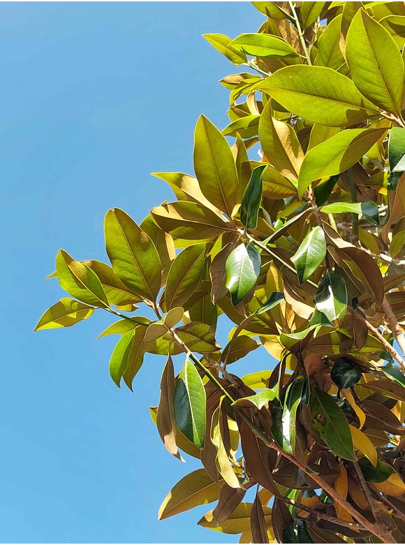 Großblättrige Magnolie | Magnolia grandiflora Großblättrige Magnolie | Magnolia grandiflora