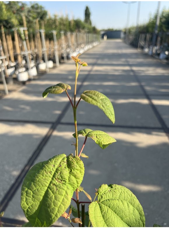 Kleiner Lebkuchenbaum - Judasblattbaum - Katsurabaum | Cercidiphyllum japonicum Kleiner Lebkuchenbaum - Judasblattbaum - Katsurabaum | Cercidiphyllum japonicum