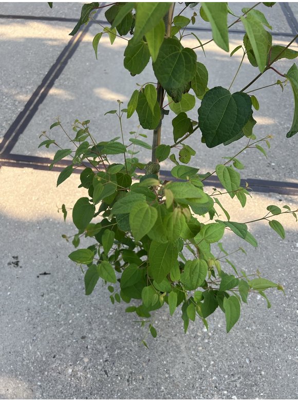 Kleiner Lebkuchenbaum - Judasblattbaum - Katsurabaum | Cercidiphyllum japonicum Kleiner Lebkuchenbaum - Judasblattbaum - Katsurabaum | Cercidiphyllum japonicum