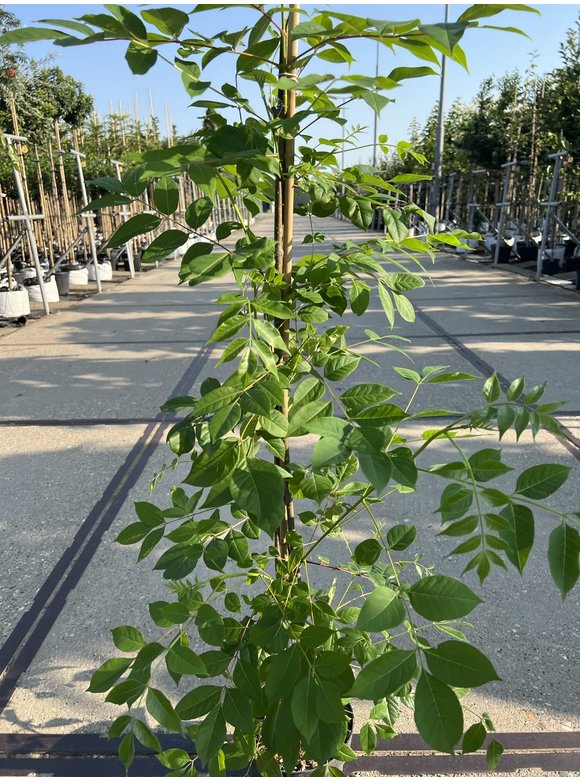Kleiner Bienenbaum - Tausendblütenstrauch | Tetradium daniellii - Euodia daniellii Kleiner Bienenbaum - Tausendblütenstrauch | Tetradium daniellii - Euodia daniellii