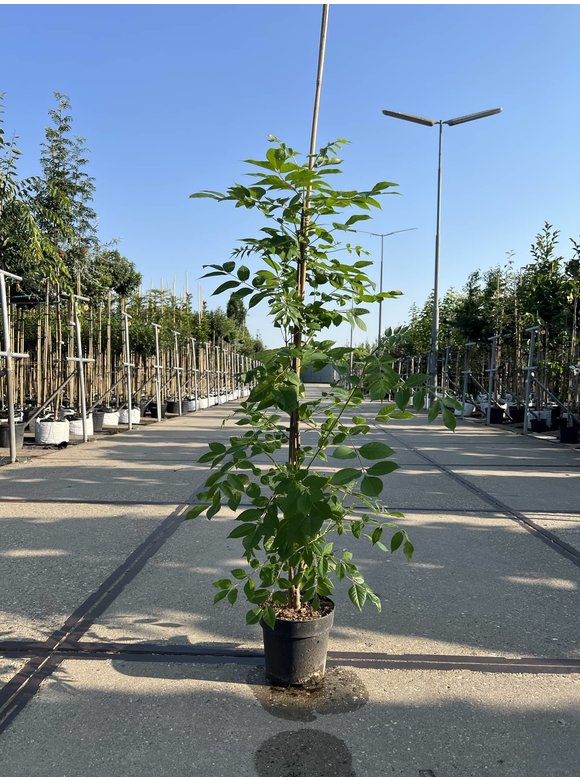 Kleiner Bienenbaum - Tausendblütenstrauch | Tetradium daniellii - Euodia daniellii Kleiner Bienenbaum - Tausendblütenstrauch | Tetradium daniellii - Euodia daniellii
