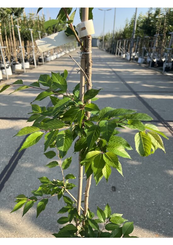 Kleiner Rosa Winterkirsche 'Autumnalis Rosea' | Prunus subhirtella 'Autumnalis Rosea'