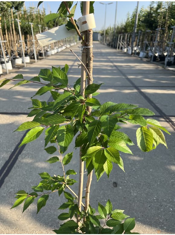 Kleiner Rosa Winterkirsche 'Autumnalis Rosea' | Prunus subhirtella 'Autumnalis Rosea' Kleiner Rosa Winterkirsche 'Autumnalis Rosea' | Prunus subhirtella 'Autumnalis Rosea'