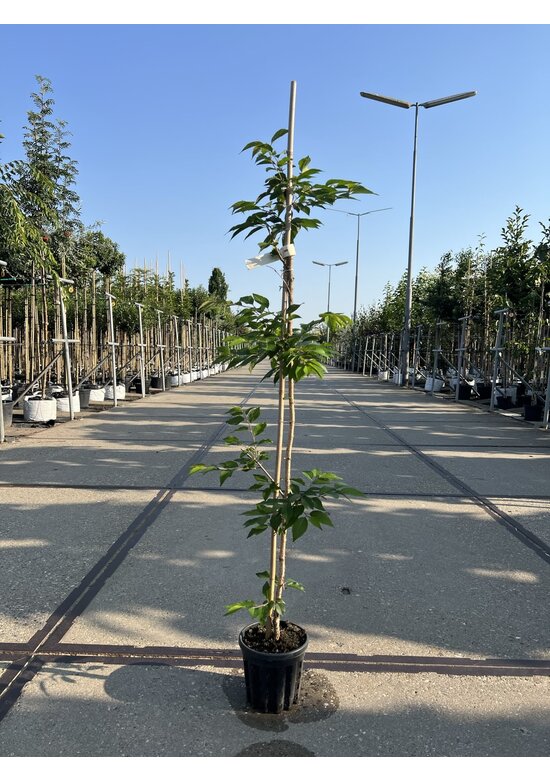 Kleiner Rosa Winterkirsche 'Autumnalis Rosea' | Prunus subhirtella 'Autumnalis Rosea'