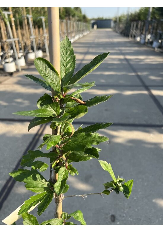 Kleiner Kurpfalzmispel | Mespilus germanica