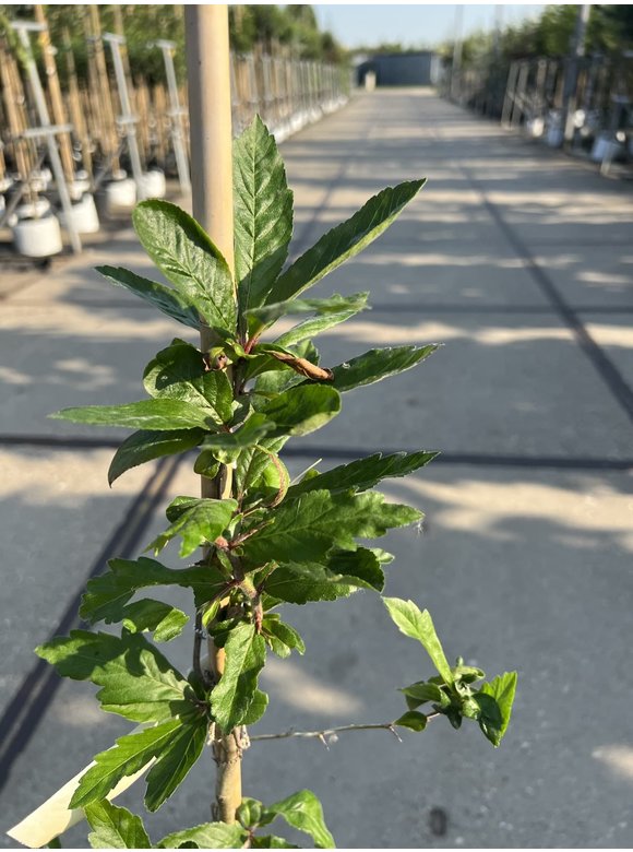 Kleiner Kurpfalzmispel | Mespilus germanica Kleiner Kurpfalzmispel | Mespilus germanica