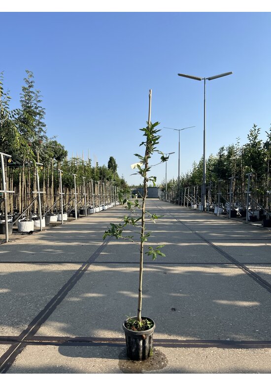 Kleiner Kurpfalzmispel | Mespilus germanica