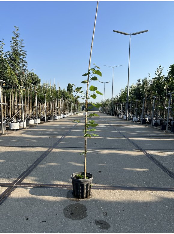 Kleiner Kanadischer Judasbaum | Cercis canadensis Kleiner Kanadischer Judasbaum | Cercis canadensis