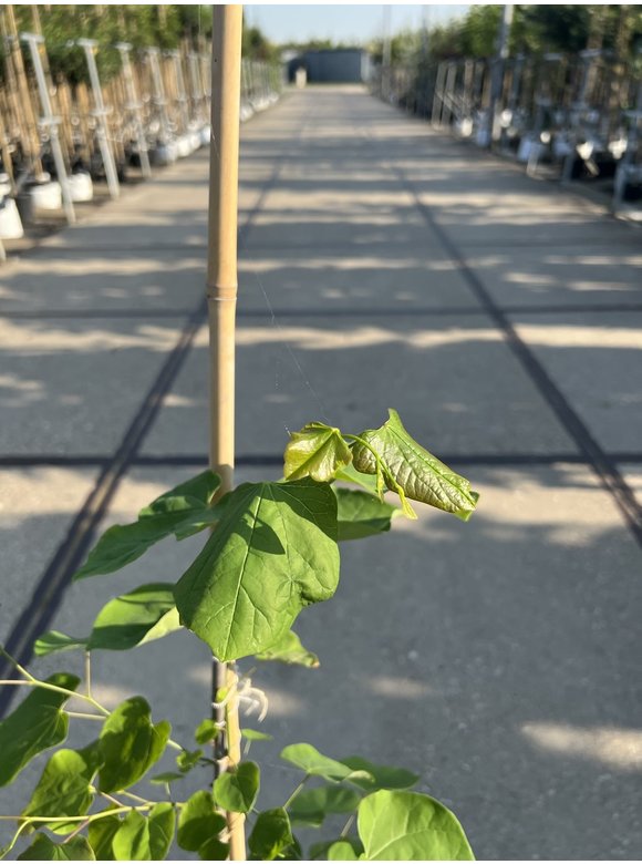 Kleiner Kanadischer Judasbaum | Cercis canadensis Kleiner Kanadischer Judasbaum | Cercis canadensis